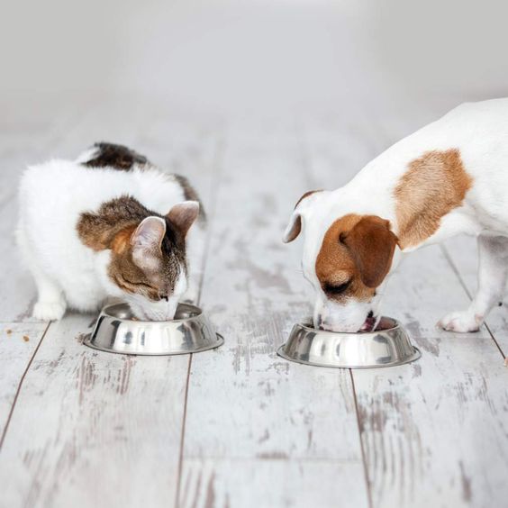 Are You Storing Your Dog Food and Cat Food the Right Way?