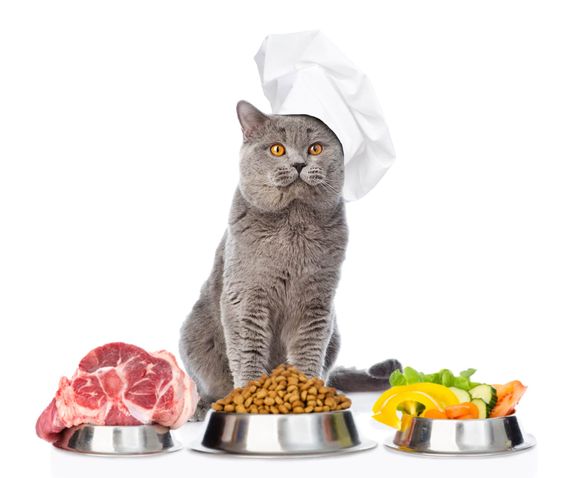ESSENTIAL NUTRIENTS CATS NEED TO THRIVE