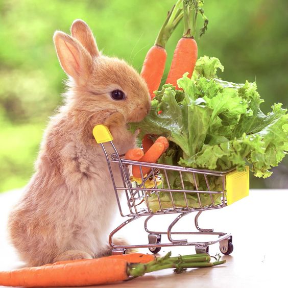 Rabbit Diet: What To Feed A Bunny?